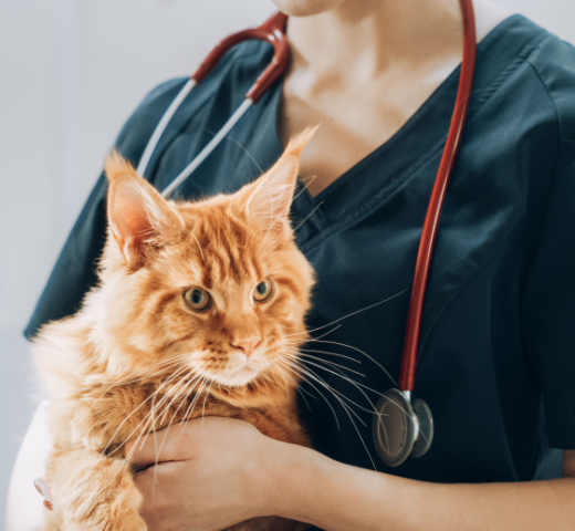 4 Tips For Bringing Your Cat To The Vet img