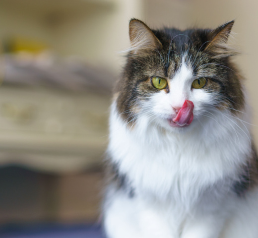 Cat Body Language img
