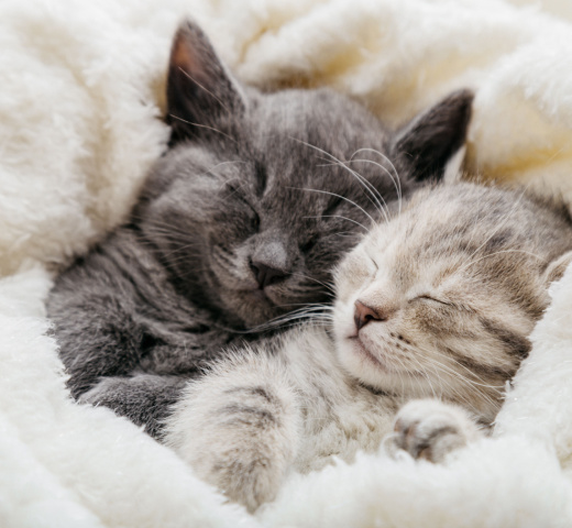 Why Should You Spay Neuter Your Cat img