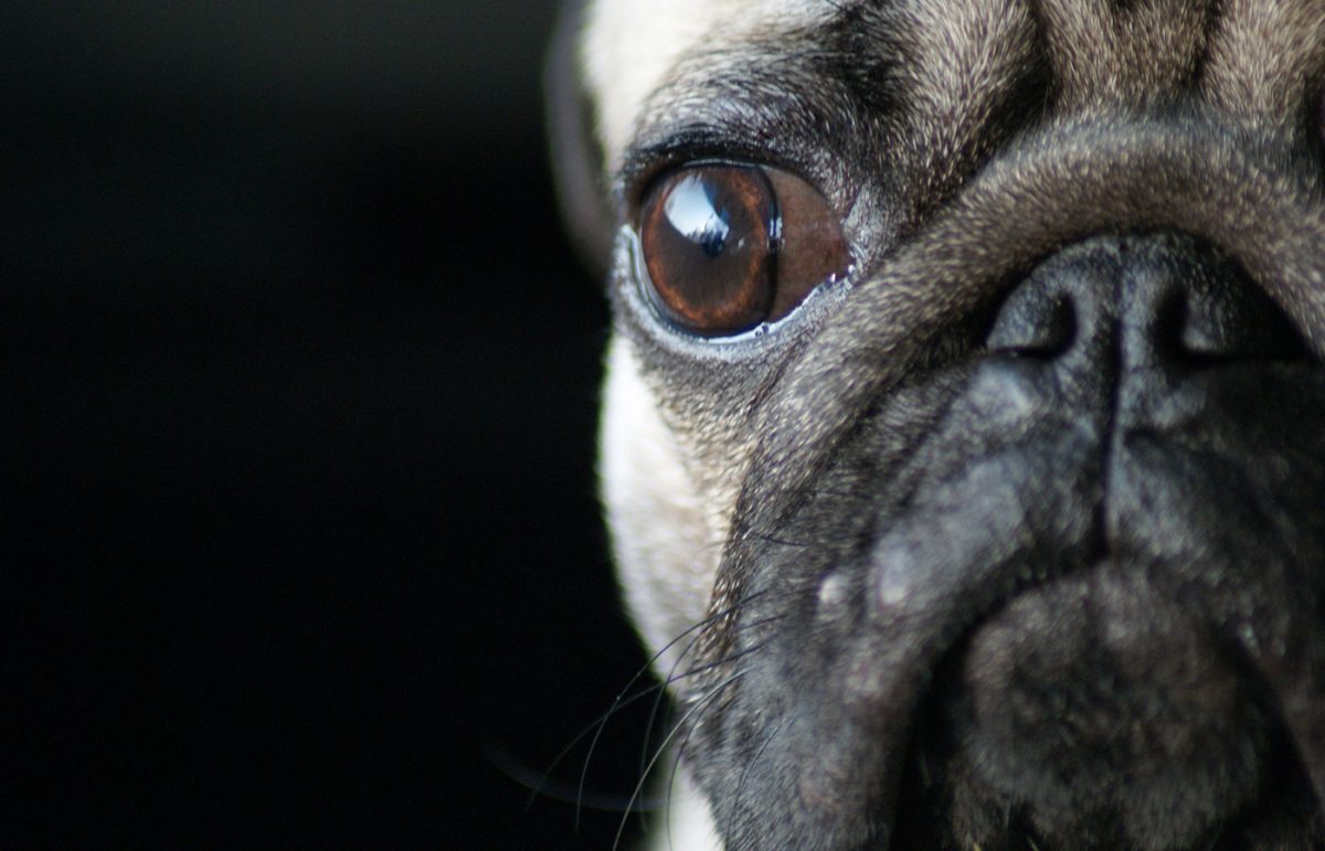 Dog Clinic Vet in Akron Veterinary Wellness Center of Green