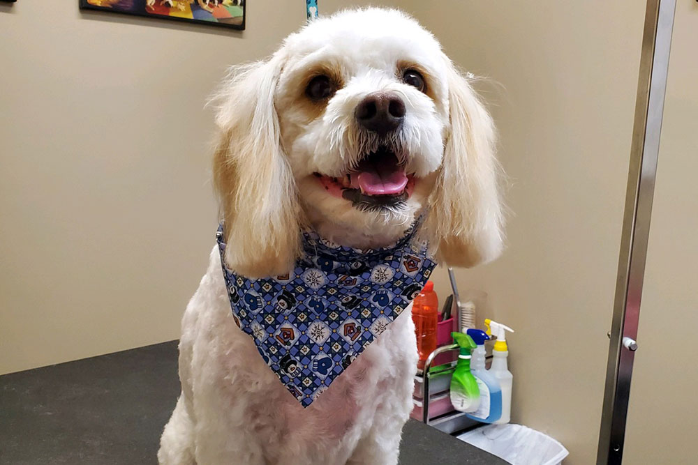 Grooming Vet in Akron Veterinary Wellness Center of Green